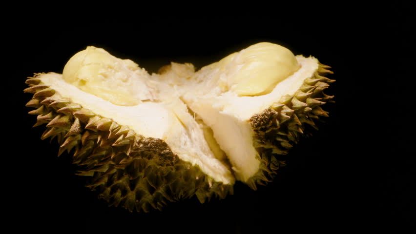 Hands Gently Pulling Open Spiky Durian Exposing Rich Yellow Pulp Close Up While Camera Slides Forward on Dolly Slider Exotic Fruit Concept.