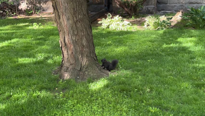 DOLLY SLOW MOTION SHOT - A little black squirrel next to a tree in downtown Toronto, Ontario, Canada. These jet-black squirrels are commonly seen throughout the city’s parks and neighbourhoods.