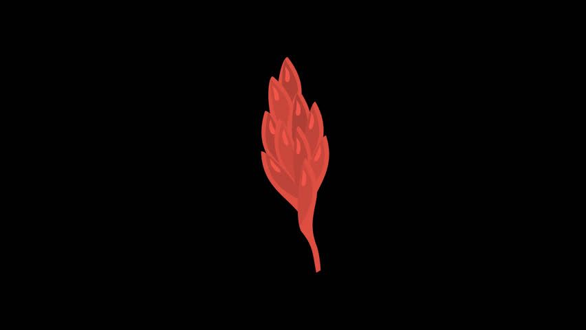 Red featherlike shape on transparent background, suitable for graphic design, prints, logos, and decorative elements for various projects.