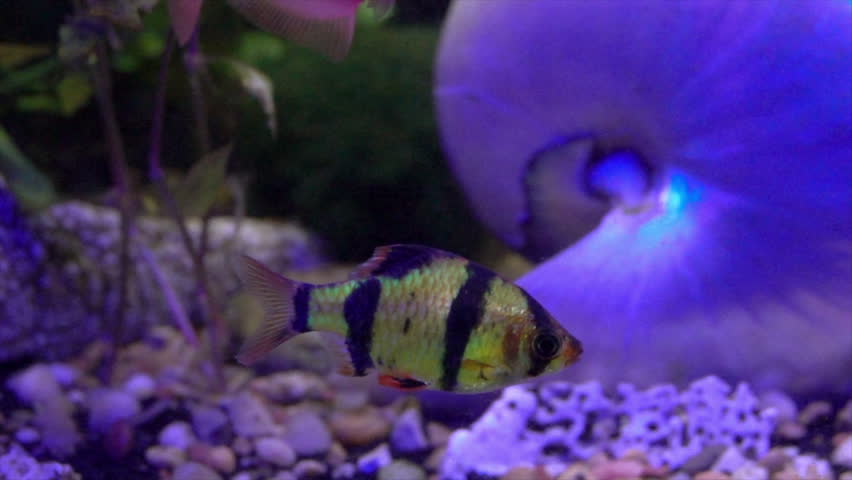 Tiger barb swims in front of a pearl nautilus in a home aquarium.