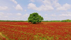 Wide field of blooming red incarnate clover, lone oak tree, aerial drone - Powered by Shutterstock - Get 15% off with code: PIKWIZARD15
