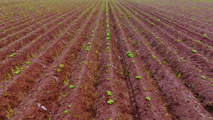 Young potato plants emerge evenly across fertile agricultural rows, countryside