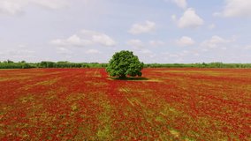 Cinematic retreat across red blooming clover meadow highlighting lone tree - Powered by Shutterstock - Get 15% off with code: PIKWIZARD15