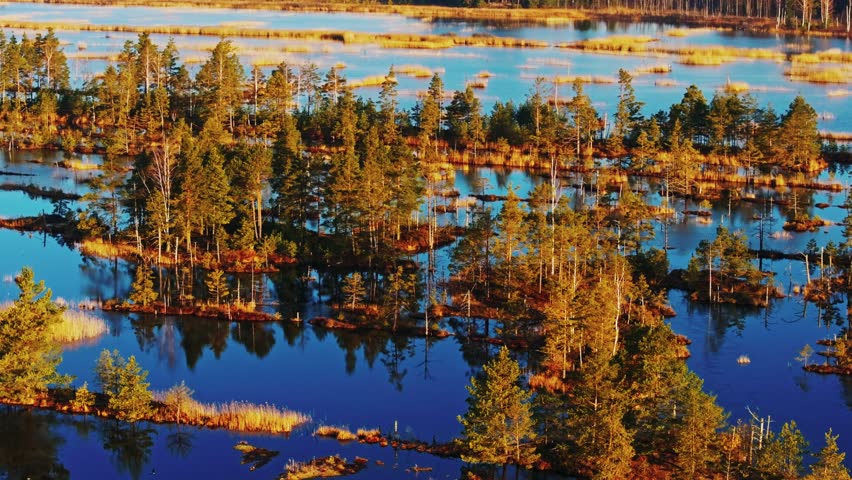 Colorful swamp landscape with islands and trees in evening light in Latvia