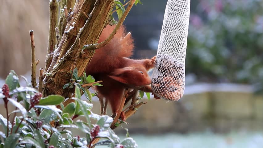 close up red squirrel eats fat bird seed with nuts

