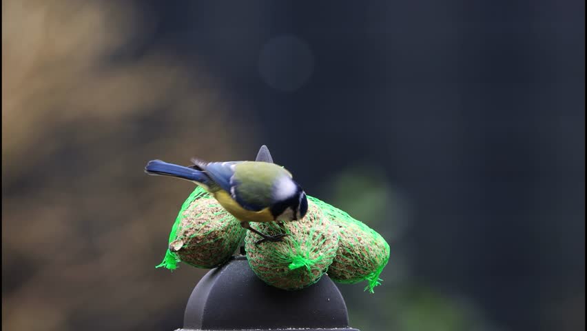 bird blue tit Parus caeruleus eating from fat ball
