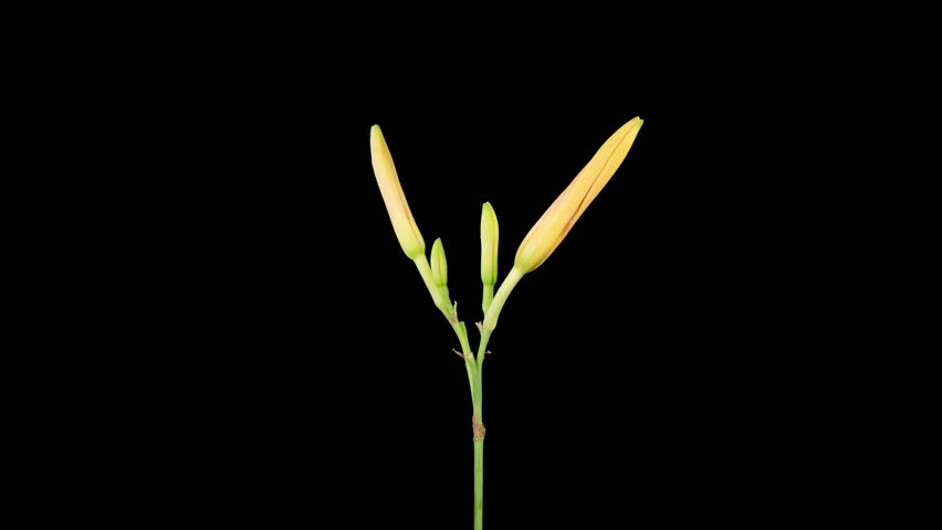 Orange Lily Blossoms. Time Lapse of Opening Beautiful Orange Lily Flowers. Black Background. 4K.