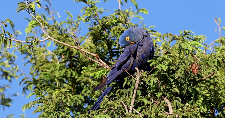 Hyacinth macaw sleeping in a tree at dawn in Brazil