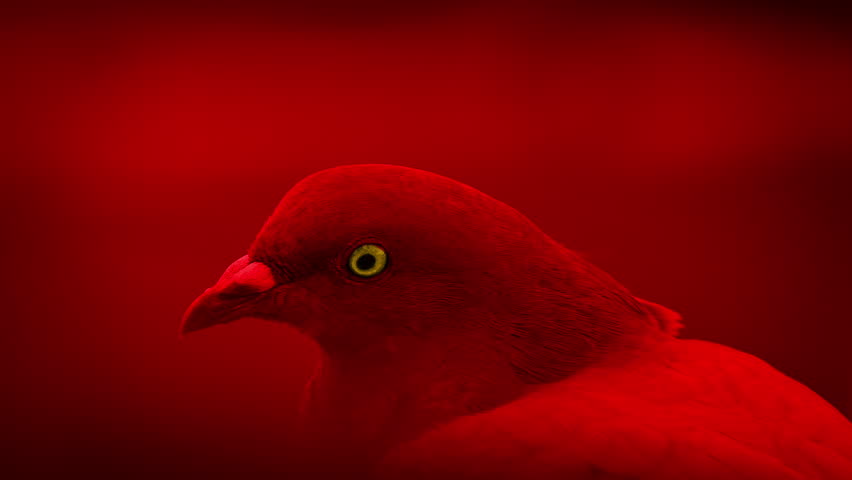 Bird Flu Pigeon, Pandemic Concept