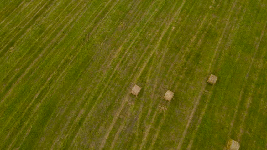 Aerial drone footage flying over freshly made silage hay or wheat hay bale rolls left on a grassy green farm agricultural field at a cloudy day.