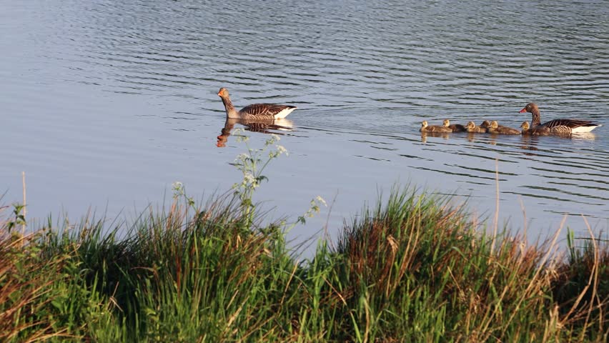 Greylag Geese with chicks swimming in a lake
