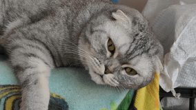 A cute grey tabby Scottish Fold cat with folded ears and amber eyes lies on a colorful blanket, looking relaxed and sleepy while blinking slowly at the camera. - Powered by Shutterstock - Get 15% off with code: PIKWIZARD15