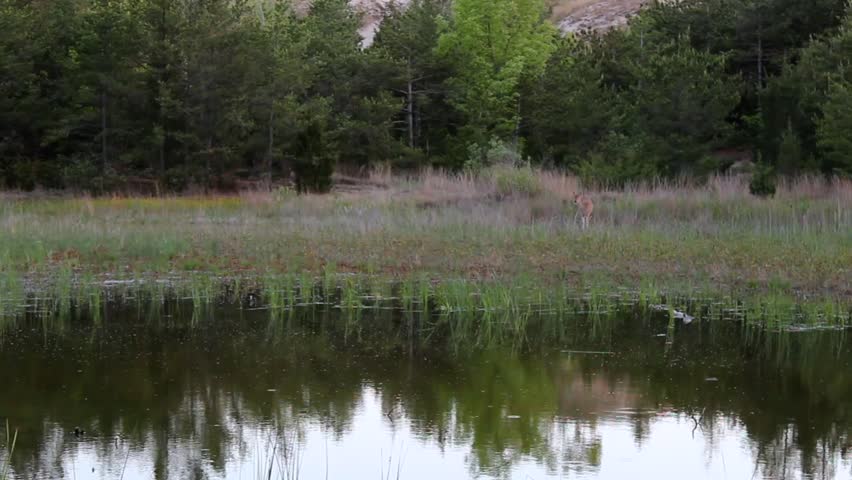 A body of water, woodland and a deer during the day in Indiana Dunes National Park, Indiana, USA, wide shot