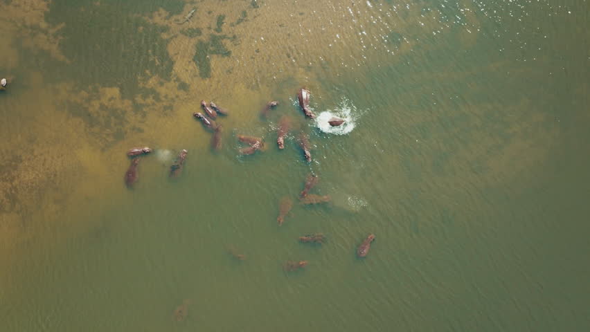 Drone top down shot of bloat of hippos in Runde River Gonarezhou Zimbabwe part 2