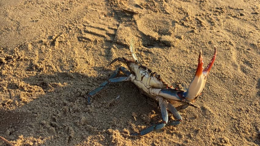 a small blue crab is crawling on a sandy beach on a sunny day, showcasing marine life and coastal nature in its natural habitat, concept of oceanography, marine biology, tourism