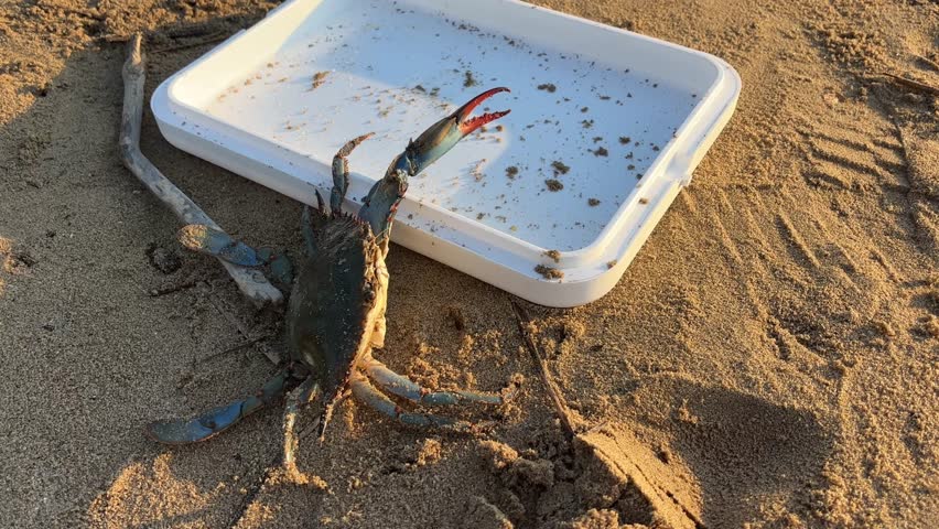 A blue crab is trying to escape from a white plastic container on a sandy beach, capturing a moment of marine life interaction with humans, concept of marine biology, tourism, nature conservation. 