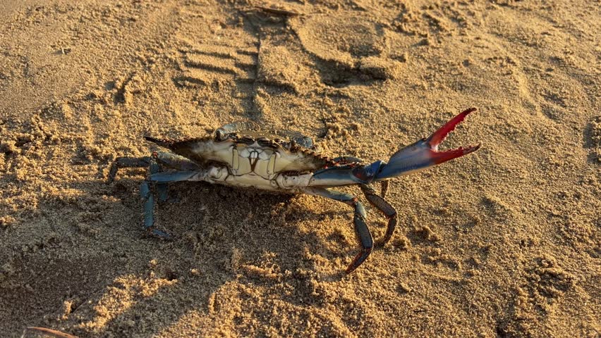 A blue crab is crawling on the sandy shore, moving towards the water, showcasing marine life and coastal nature in its natural habitat on a sunny day, concept of oceanography, marine biology, tourism
