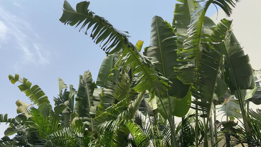 Lush green tropical leaves reach towards a bright blue sky at the Serry Beach Resort. This vibrant, natural backdrop evokes a sense of peace and tropical vacation in a stunning Egyptian location.