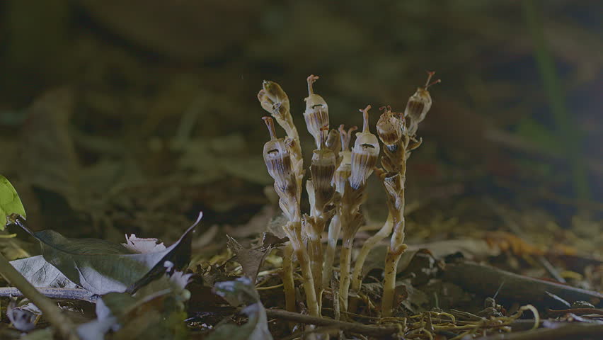 Owl-Shaped Mystery Rare Forest Mushroom. A type of mushroom is a scavenger plant with an unusual shape resembling an owl. It occurs in deep, moist, and fertile forests. It is a rare mushroom to find