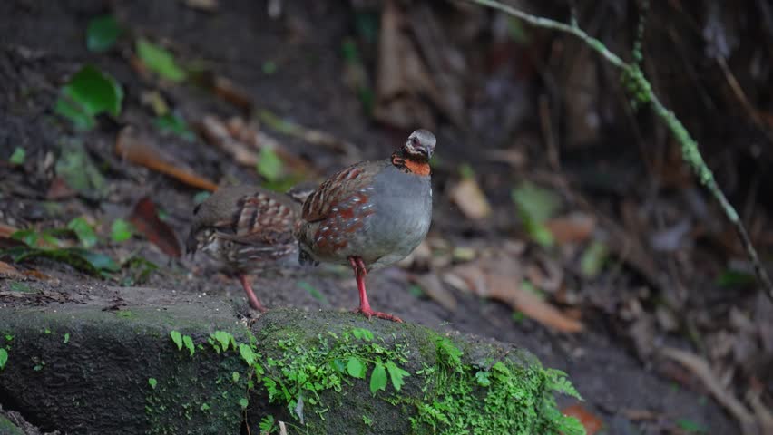 Rufous-throated Partridge bird watching in the forest