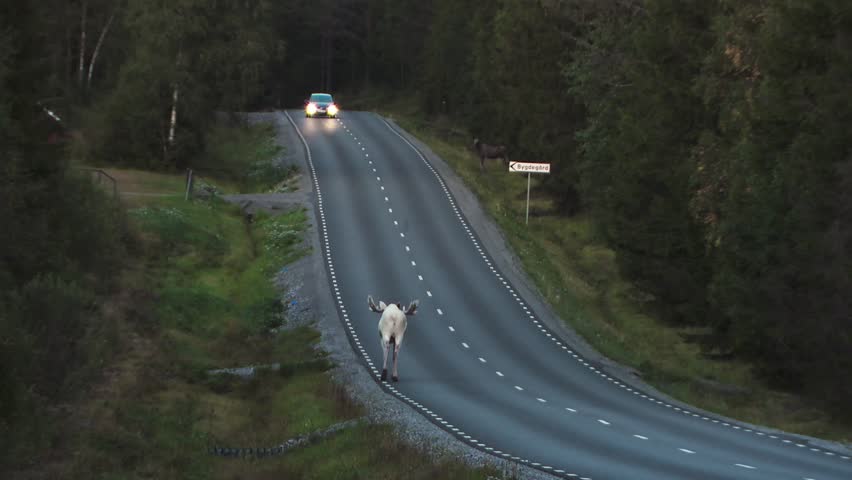 In a moment of quiet beauty, a leucistic moose wanders the road as a lone car drives by, the two worlds crossing paths.
