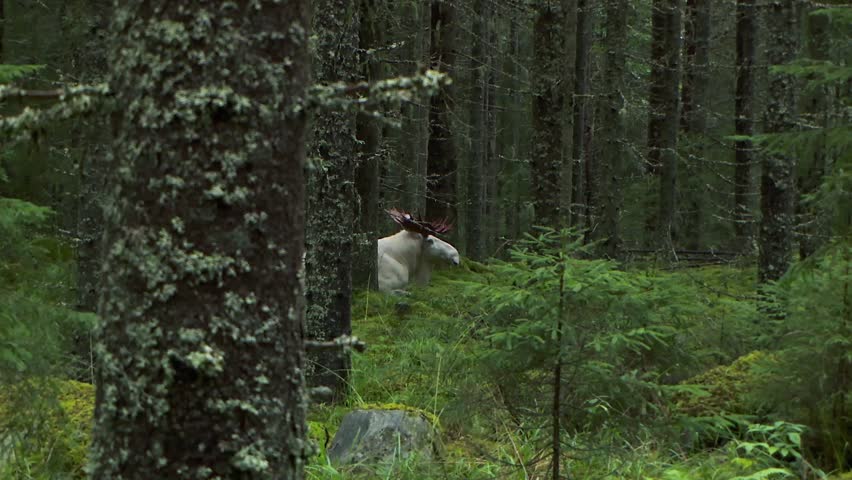 The leucism moose steps carefully along a forest path. The fog wraps the trees and undergrowth in a dreamy haze.