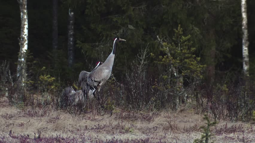 Cranes stands elegantly on the frost-covered ground, their reflection shimmering in a thin layer of morning mist. 