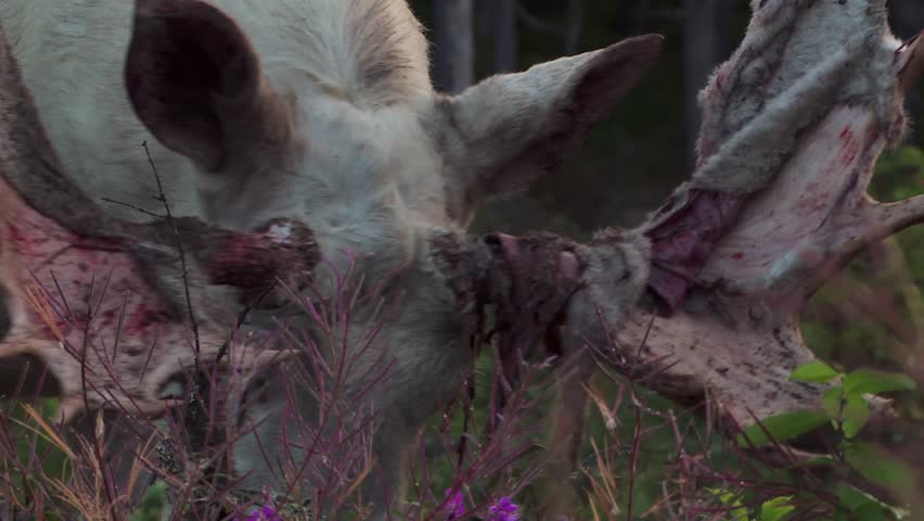 In a quiet corner of the forest, the leucism moose rubs his antlers against a sturdy pine, tufts of soft velvet peeling away as sunlight filters through the branches.