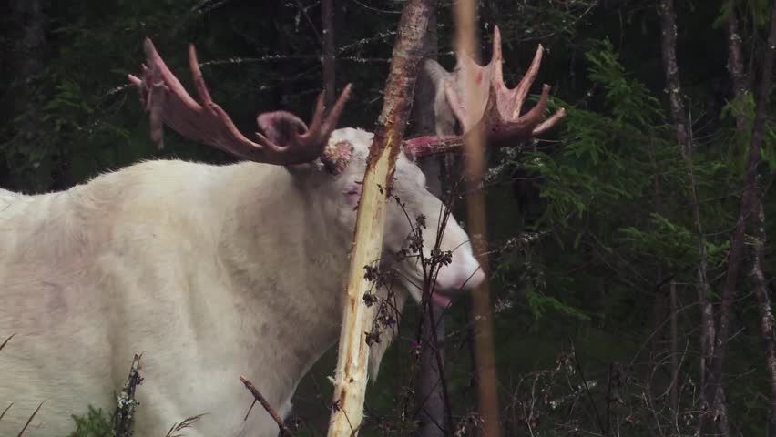 With each movement, the leucism moose grows sharper and prouder, his antlers free from velvet, ready for the season ahead.