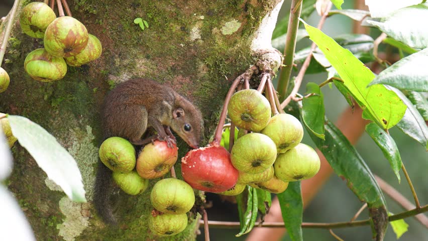 Squirrels eating sweet fruit figs.