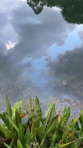 The pond reflects the sky and trees in a glass-like painting, with aquatic plants and fish adding life beneath the surface.