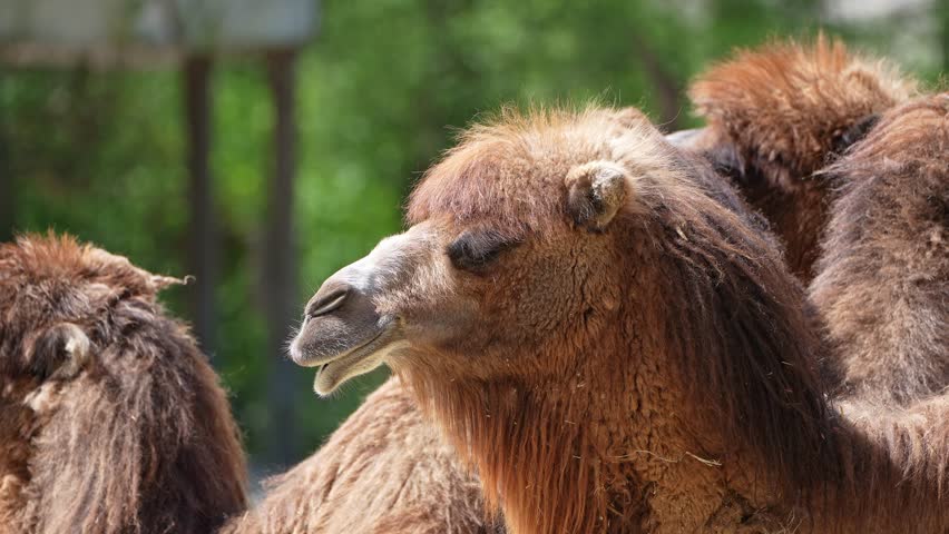 The Bactrian camel, Camelus bactrianus is a large, even-toed ungulate native to the steppes of Central Asia. The Bactrian camel has two humps on its back
