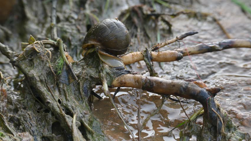 Pomacea canaliculata snail. Other name golden apple snail and channeled apple snail. Its species of large freshwater snail with gills and operculum,  aquatic gastropod mollusc in family Ampullariidae.