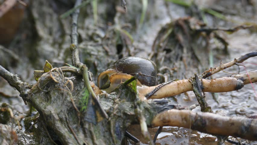 Pomacea canaliculata snail. Other name golden apple snail and channeled apple snail. Its species of large freshwater snail with gills and operculum,  aquatic gastropod mollusc in family Ampullariidae.