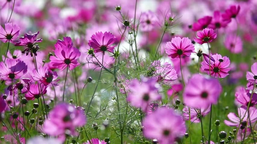 Closeup of a field of pink cosmos flowers in full bloom on a sunny day