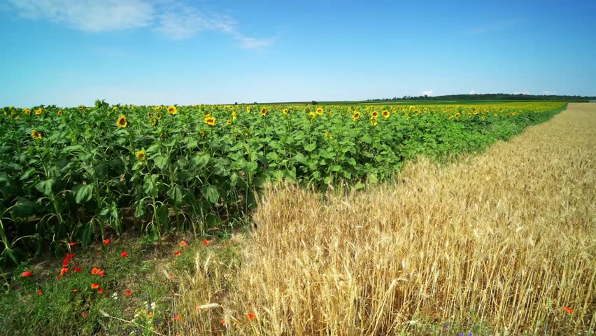 Golden wheat and sunflower field under blue sky in summer day in countryside
