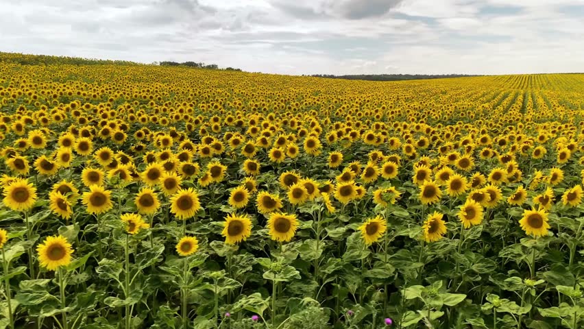 Vibrant sunflower field under a cloudy sky in the countryside during summer day