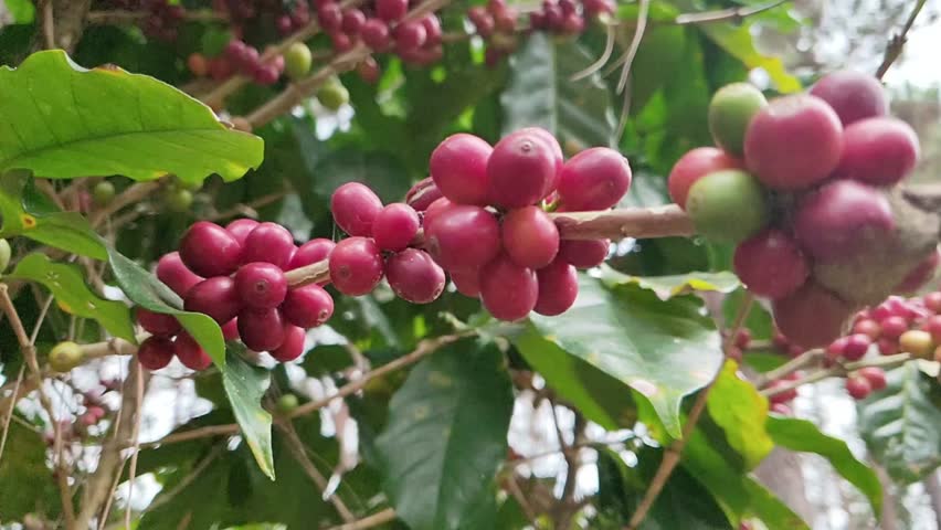 Closeup of red coffee beans on a branch, ready for harvesting and processing
