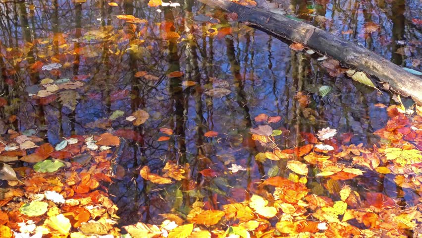 Autumn leaves floating on the water surface reflecting the trees in the pond