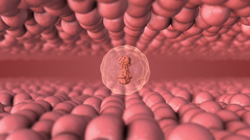 Digestive System Absorbing Fats and Soluble Vitamins