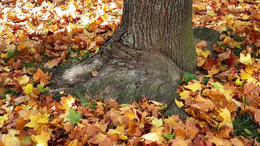 The base of a tree surrounded by colorful autumn leaves on the ground