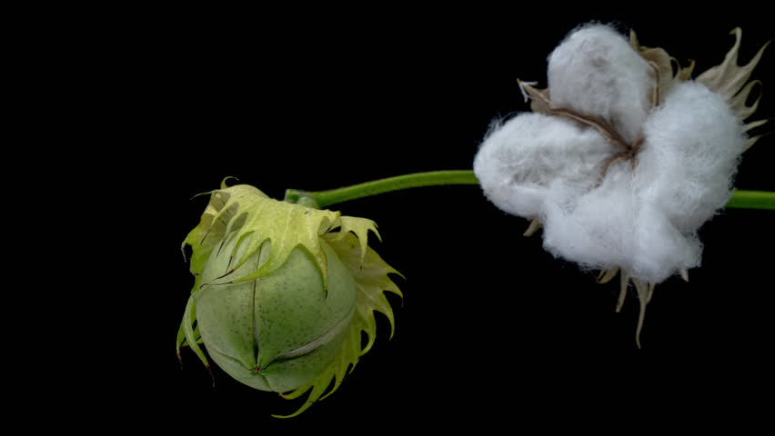 The ripe cotton boll opening and revealing fluffy cotton flower. Opened cotton is ready for harvesting. Growing and harvesting cotton