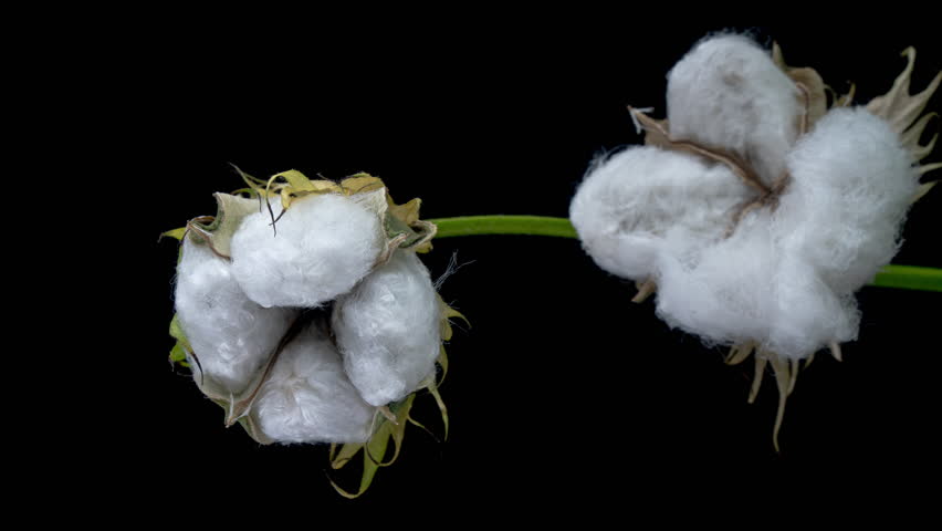 The ripe cotton boll opening and revealing fluffy cotton flower. Opened cotton is ready for harvesting. Growing and harvesting cotton