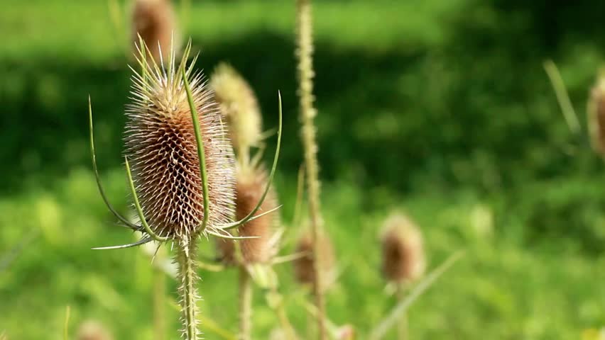 Close up of a teasel plant in a field on a sunny day in the summer