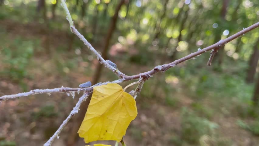 A macro shot of a single yellow leaf and a few small insects on a frosted branch, capturing the delicate details of a natural microcosm, perfect for organic and detailed nature themes