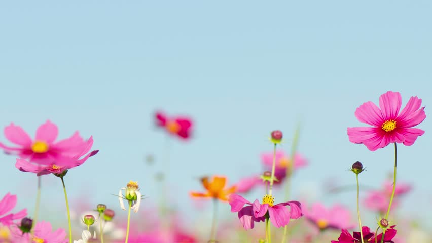 A beautiful quote “Let your heart bloom like a flower, kissed by the sun” written on a calming blue background with colorful flowers. A positive, uplifting design symbolizing love, light