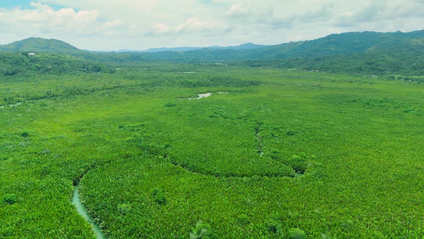 Aerial of Loboc River winding through tropical green palm trees and forests under a cloudy sky, Bohol, Philippines.