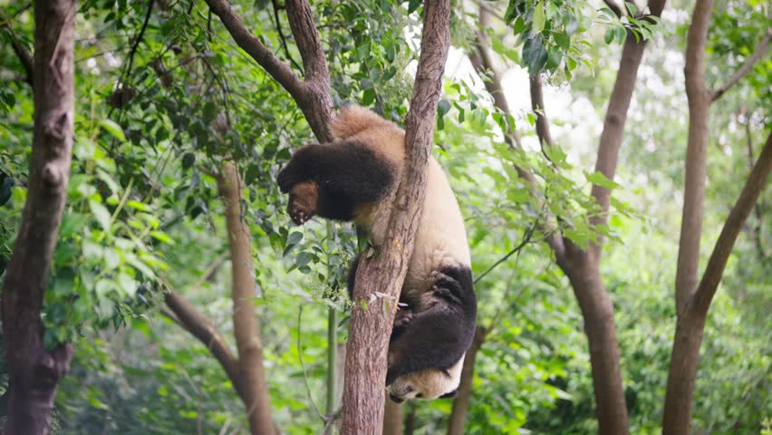 Slow motion of giant panda hilariously stuck between high tree branches, looking confused amid dense greenery and vibrant forest surroundings