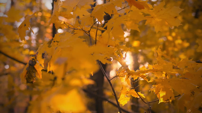 Golden leaves of maple trees catch the sunlight, creating a warm glow in a serene forest. This beautiful display of nature occurs during the peak of autumn, reflecting seasonal change