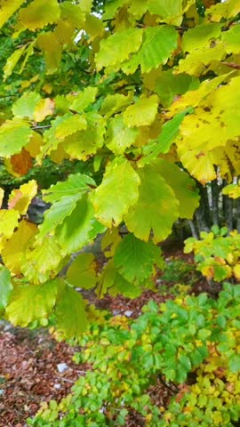 Forest stream and beech trees with leaves starting to turn yellow. Outdoor recreation in Montenegroю Concepts of mindful nature walks, autumn hiking, eco-tourism experiences and peaceful landscape